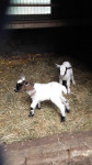 Baby geitjes in het voorjaar 