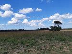 De Prachtige natuur  op De Veluwe