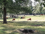 Delerwoud bos 