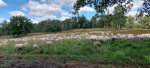 schapen van de schaapskooi Loenen