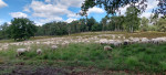 Schapen heerlijk op de heide